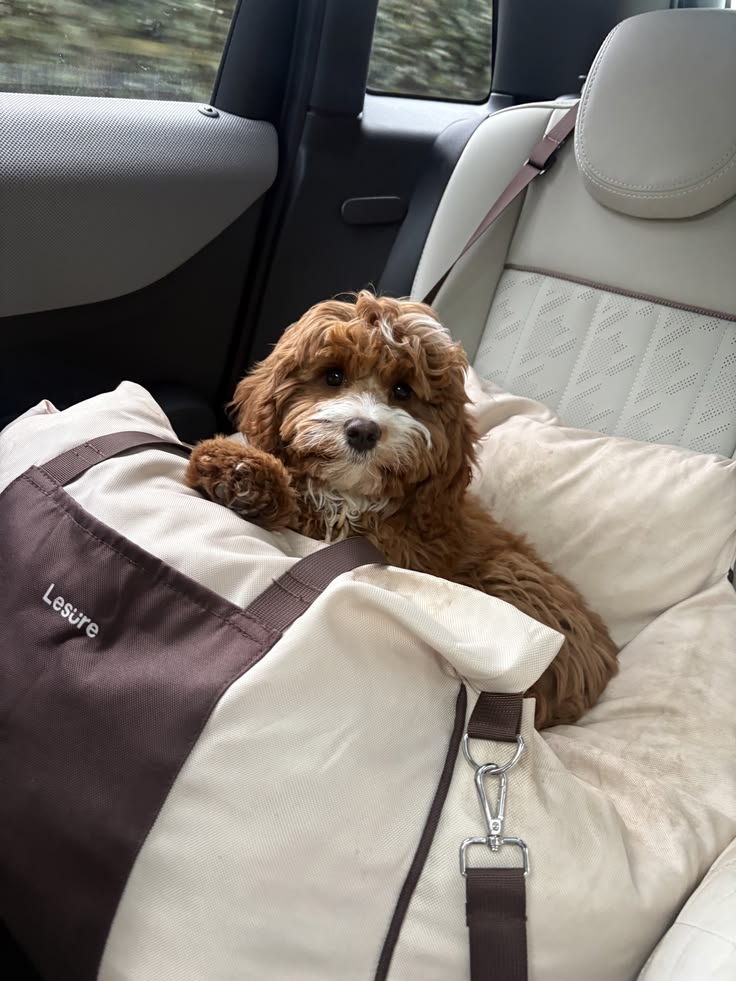 things you need for a small dog